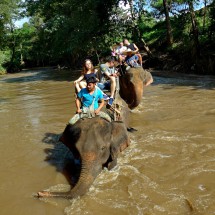 Elephants getting wet